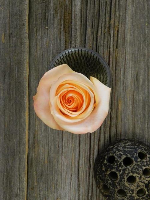 Tiffany  Peach Roses